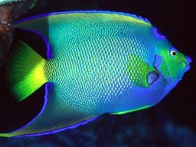  Blue angelfish 
